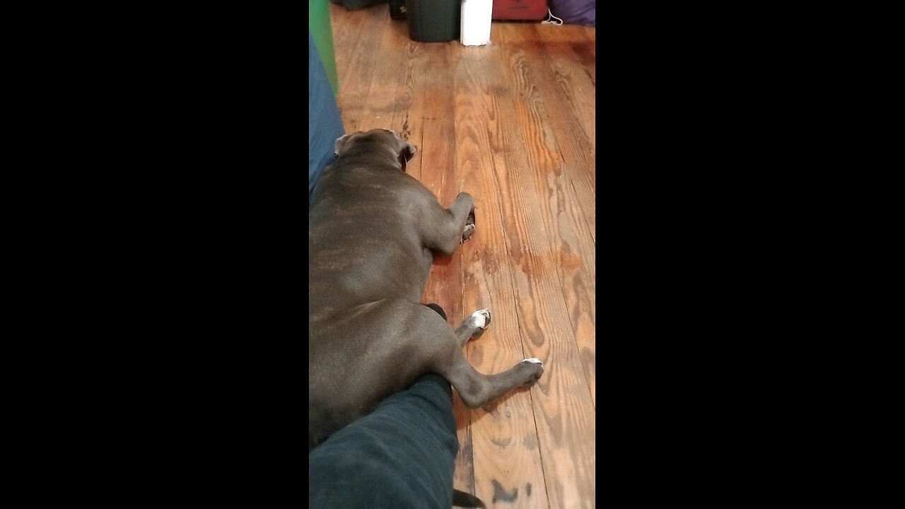 ☠️🐕‍🦺🎽Pitbull Simmons Work Out Hour🐕‍🦺🎽☠️