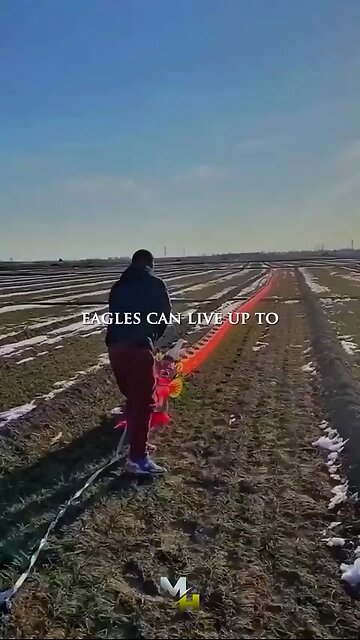 Eagles Have To Choose To Live Or Die