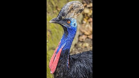 Cassowary: The Most Dangerous Bird ⚠️ #Cassowary #DangerousBird #Australia