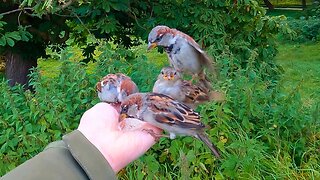 Hand Feeding A Few More House Sparrows Some Rice
