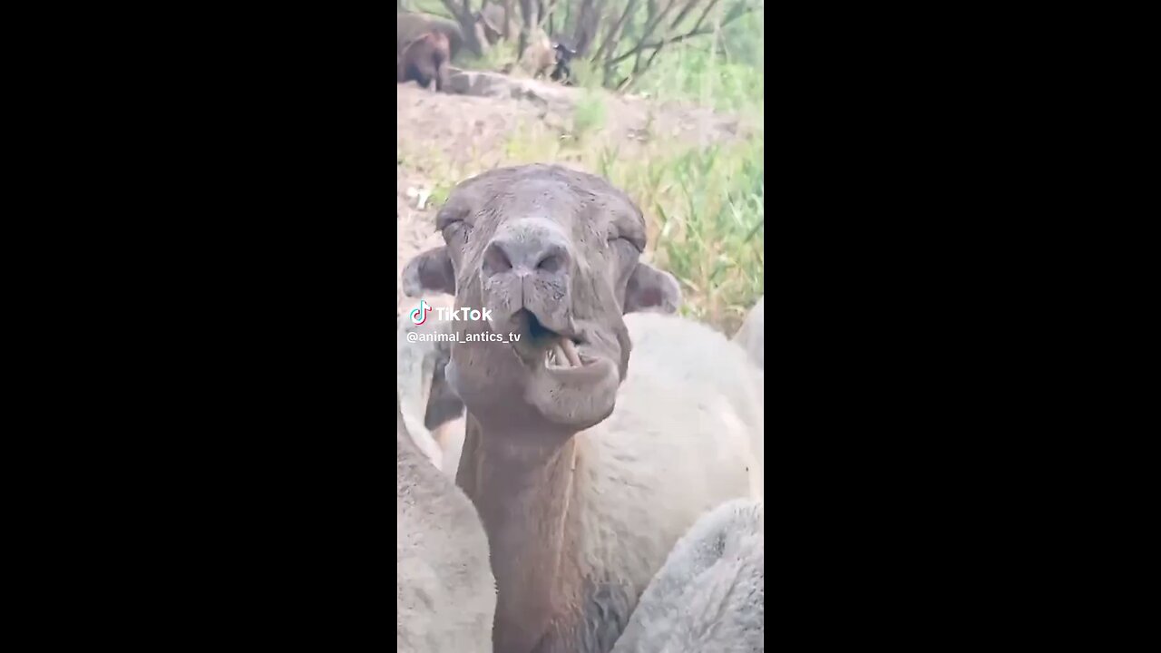 funny