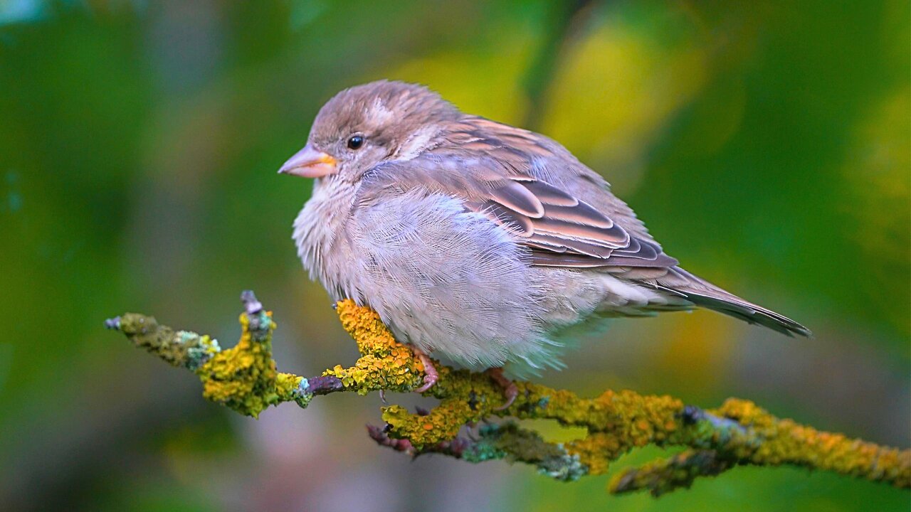 Fluffy House Sparrow Baby Fledgling on a Shaking Branch, Holding on for Dear Life