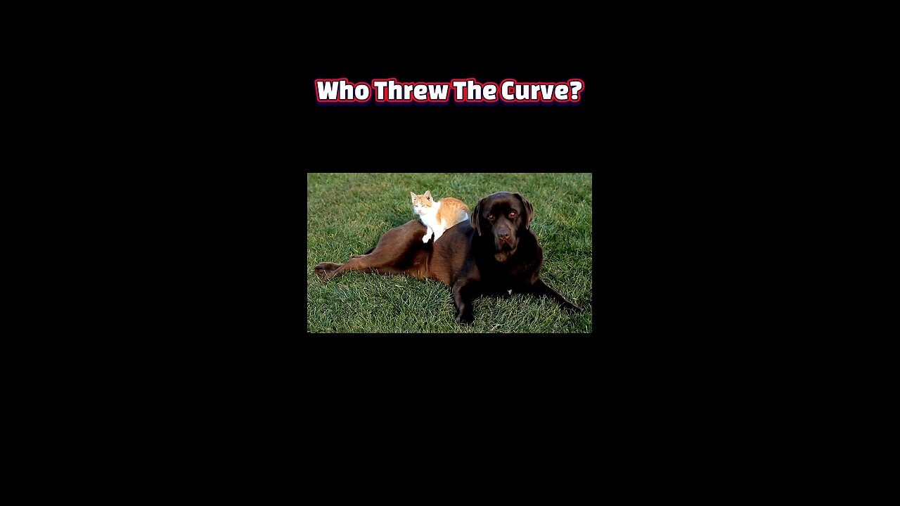 🐾 Team Cat or Team Dog? What Your Pet Choice Says About You! 🧠🐕🐈