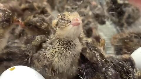 Look at the babies!