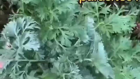 "Unlocking the Antiparasitic Powers of Wormwood: A Natural Solution to Parasites"