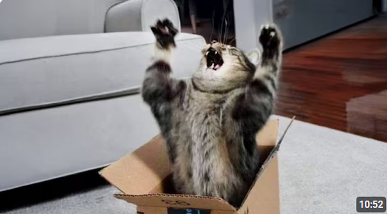 Cats Being Weird 😂 Funny Cat Videos 2025