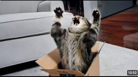 Cats Being Weird 😂 Funny Cat Videos 2025