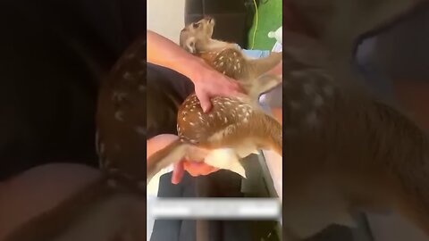 The farmer was picking up the harvest and he found a deer that would be raised now