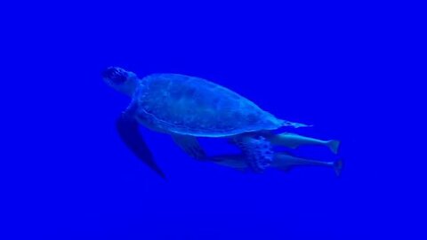 Turtle Swimming in the Deep Blue Sea #shorts #animals #turtles
