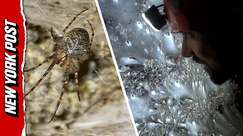 Scientists exploring a cave in Albania discover thousands of arachnids in world's largest-known spiderweb