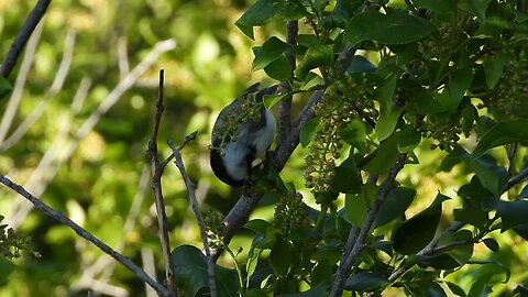 Montana Black Capped Chickadee