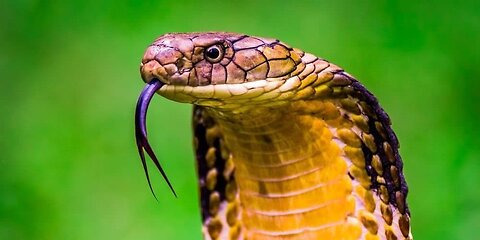 King Cobras