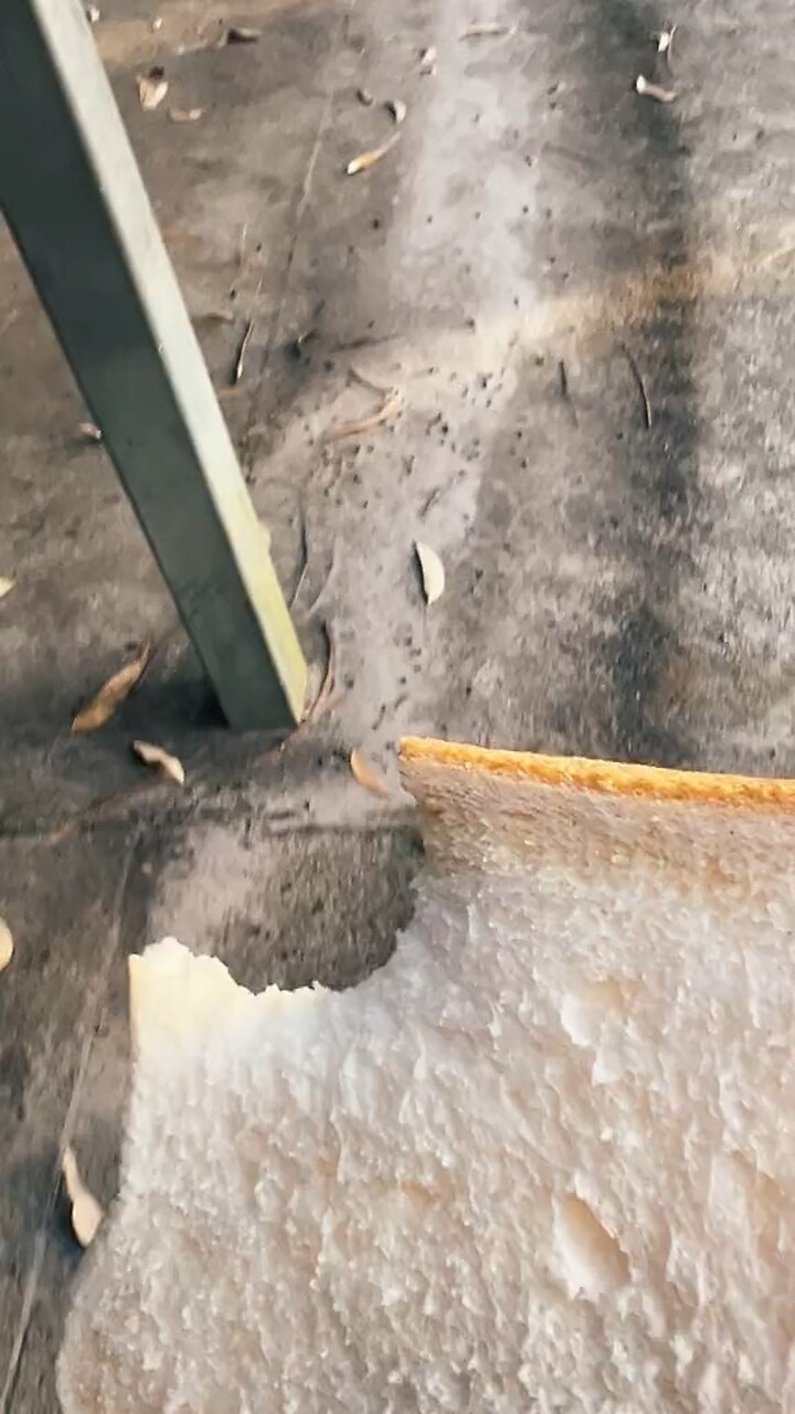 Kangaroo eating bread