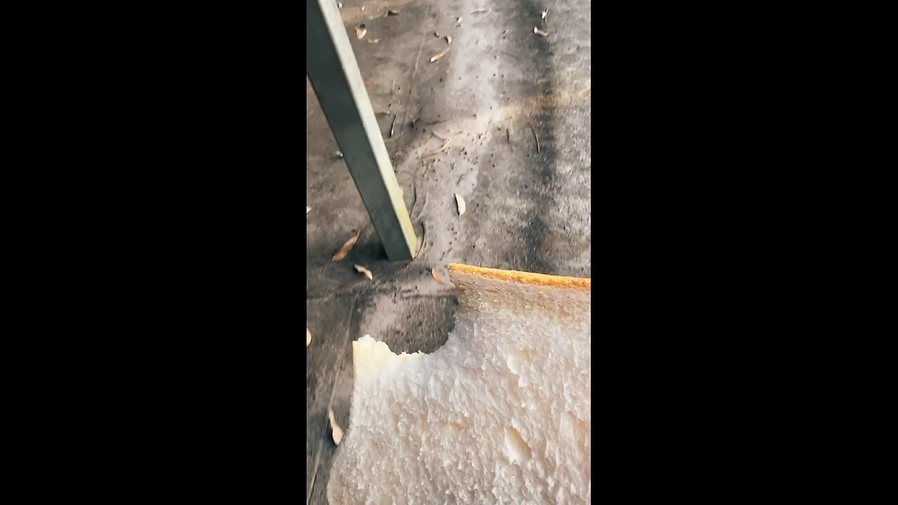 Kangaroo eating bread