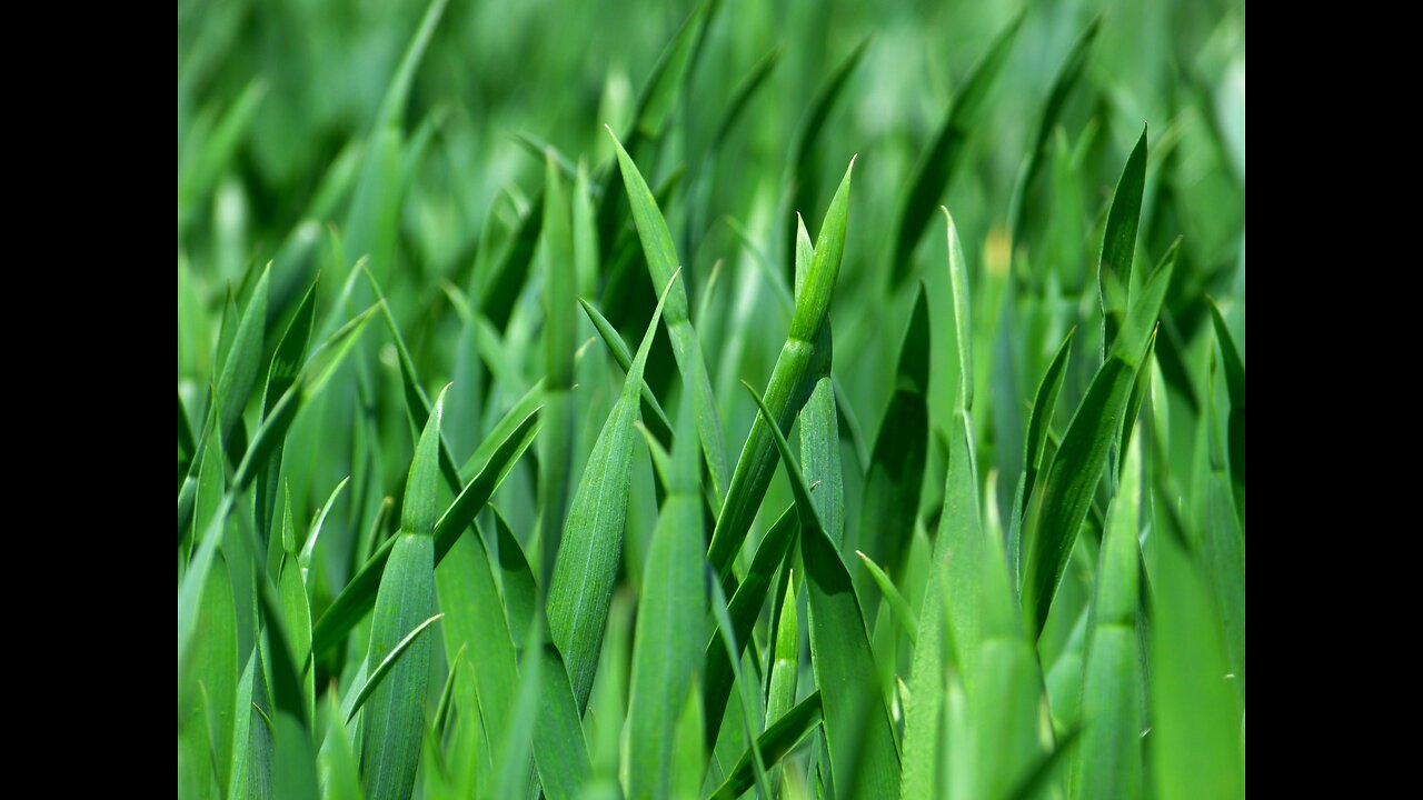 25.11.11 Tom's Take - The Blade of Grass