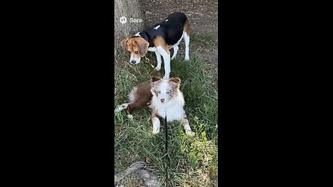 Liam and Chewie go to New York