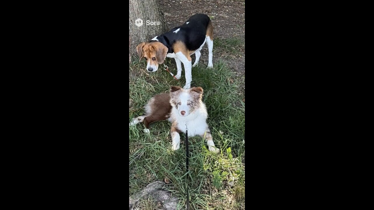 Liam and Chewie go to New York