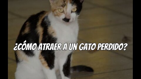 Como atraer a unu gato perdido de vuelta a casa
