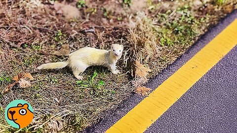 Tiny Ferret Gets Rescued From The Side Of The Road | Cuddle Buddies