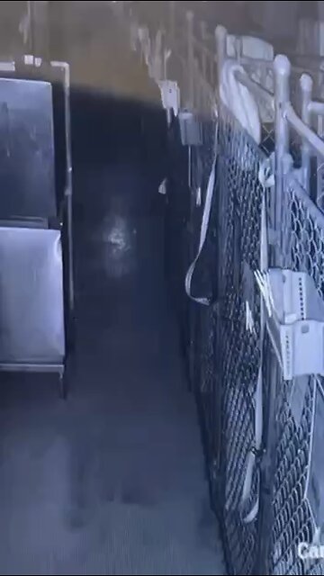 The US experienced the escape of the year: a dog named Dawson escaped