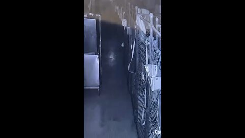 The US experienced the escape of the year: a dog named Dawson escaped