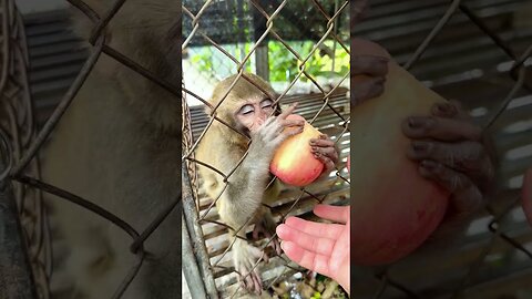 Caring for an Abandoned Monkey, the Mysterious Behaviors of Monkeys #3