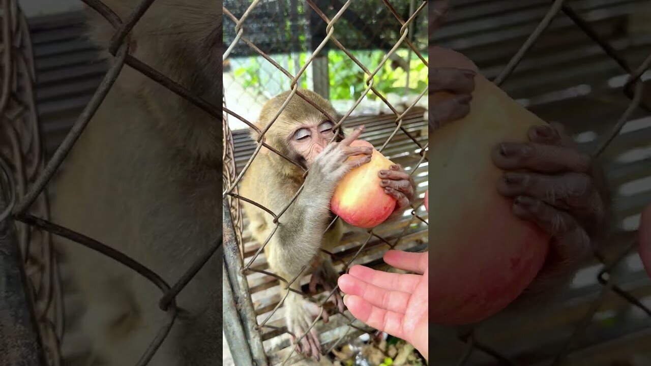 Caring for an Abandoned Monkey, the Mysterious Behaviors of Monkeys #3