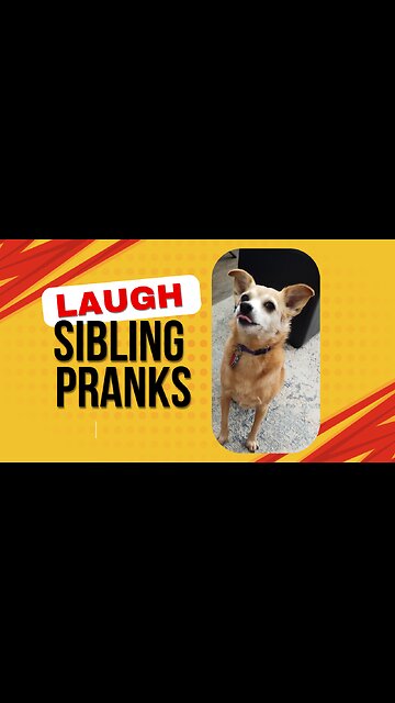 Penny Stole My Rabbit!