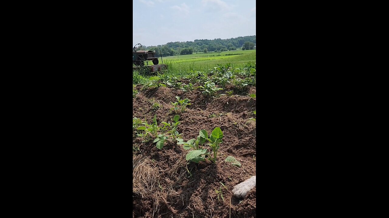 Freya guarding the potato patch
