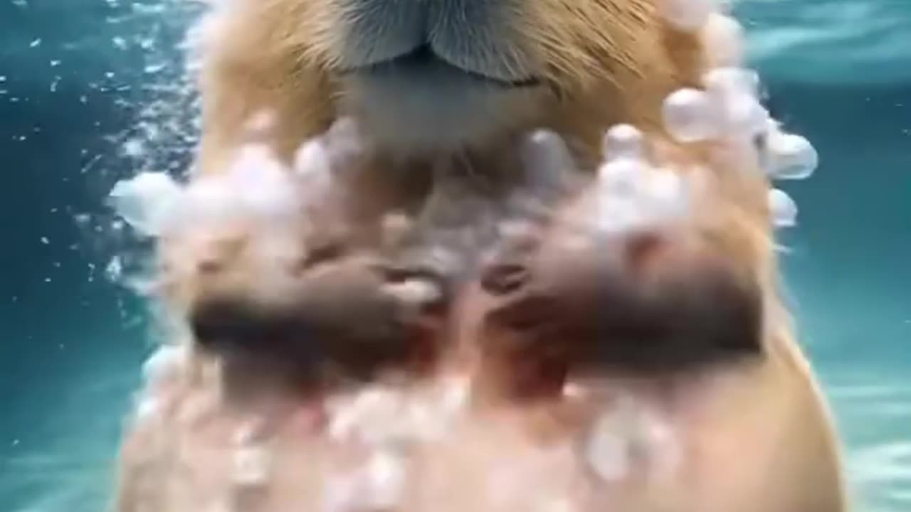 video lucu