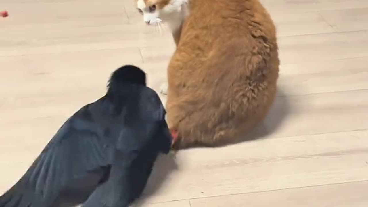 "Crow Annoys Cat by Grabbing Its Tail! 🐦🐱😂"