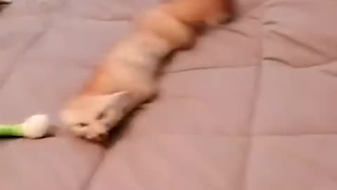 Fox core