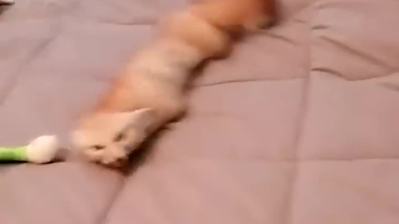 Fox core