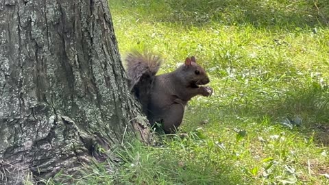 Grey squirrel stopped by