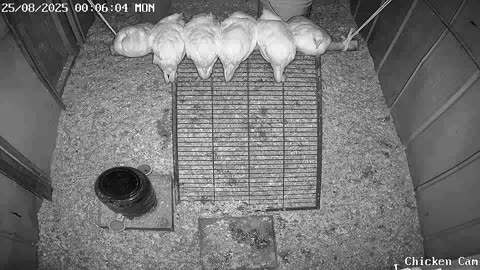 Millar Time Chicken Cam