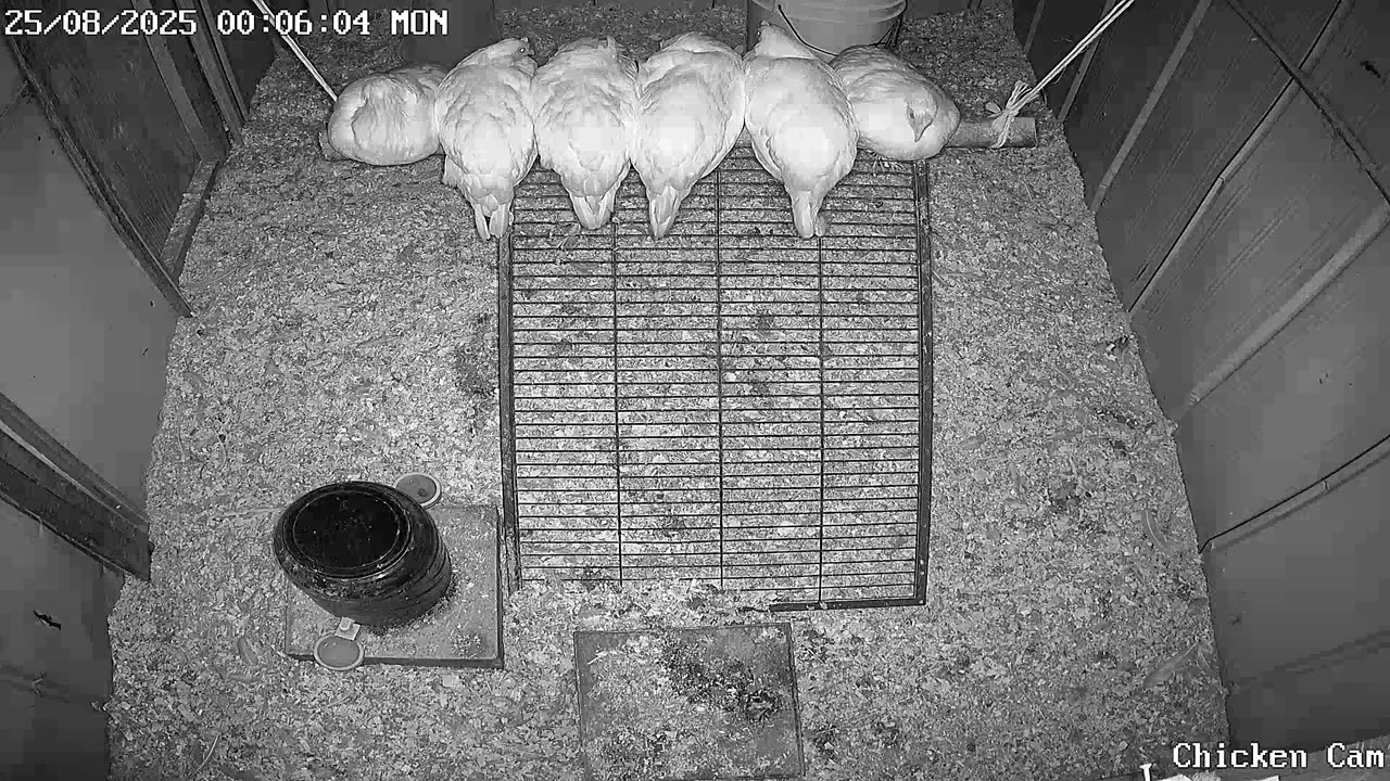 Millar Time Chicken Cam