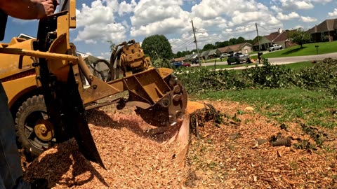 3 Stumps, 1 Front Yard – Quick Stump Grinding Job!