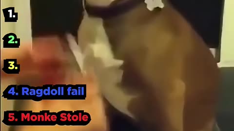 Ranking the TOP 5 Funniest Animal Clips That Will Make You LOL!
