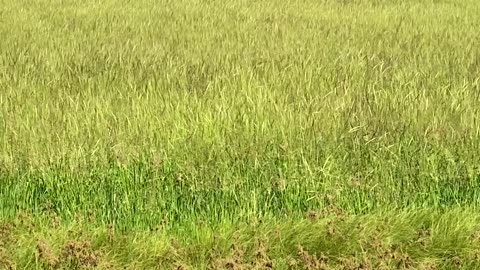 Schlepp Conservation Easement, West field wild rice. 2025