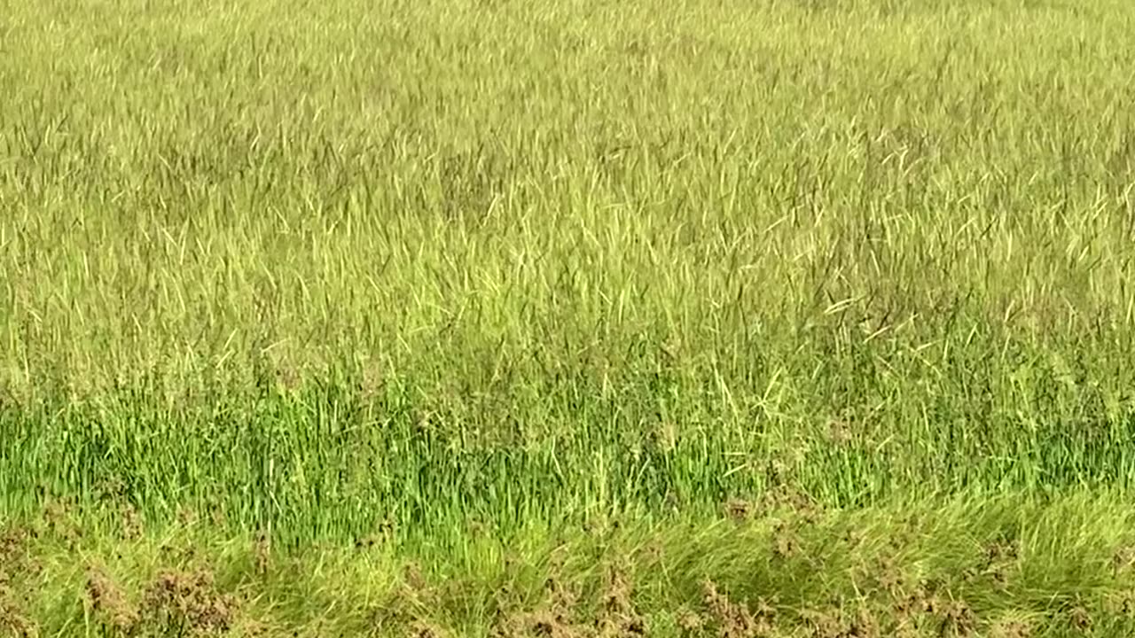 Schlepp Conservation Easement, West field wild rice. 2025