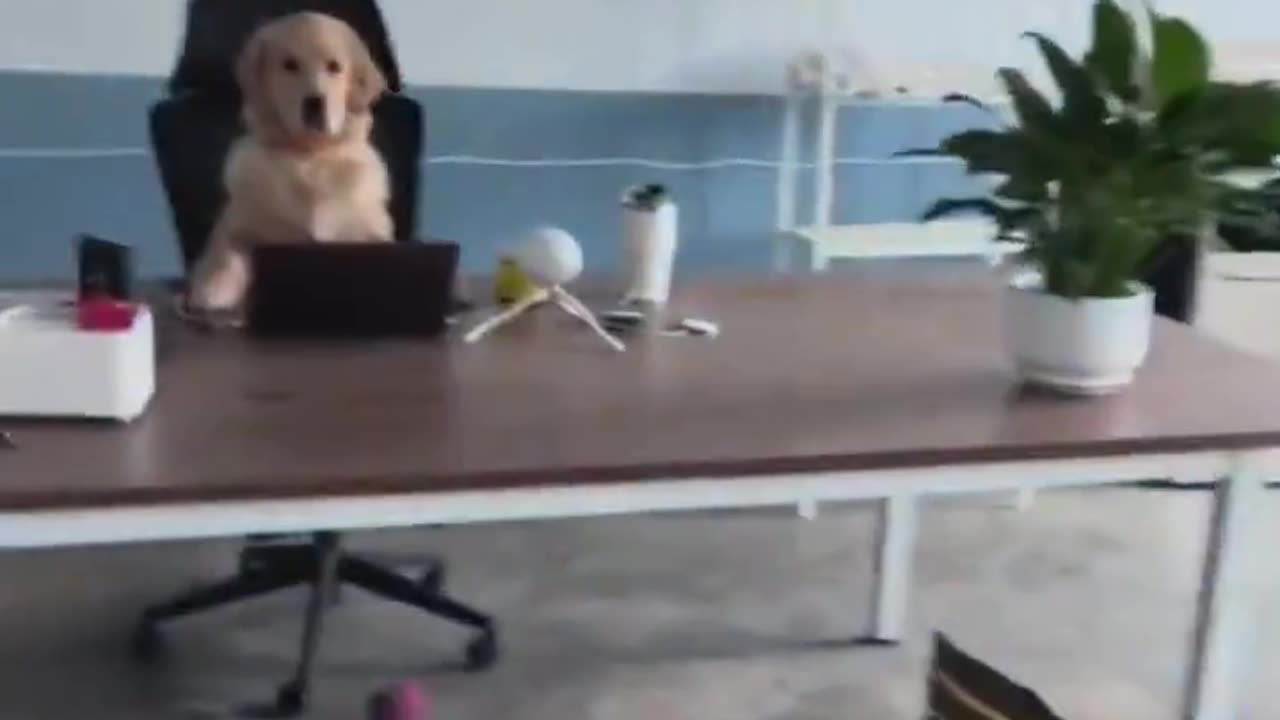 The new CEO.. 😂