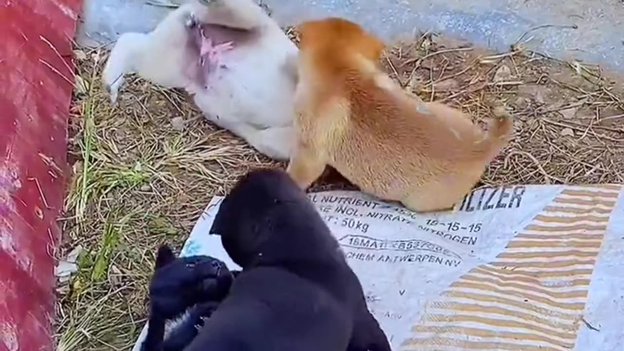 My Cute Dog Battle