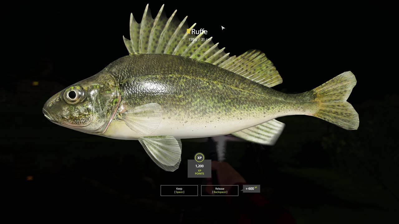 Trophy Ruffe, bottom fishing, Old Burg Lake, Russian Fishing 4, PC game