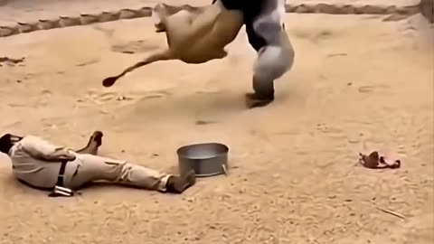 Lion attacked man gorilla saved