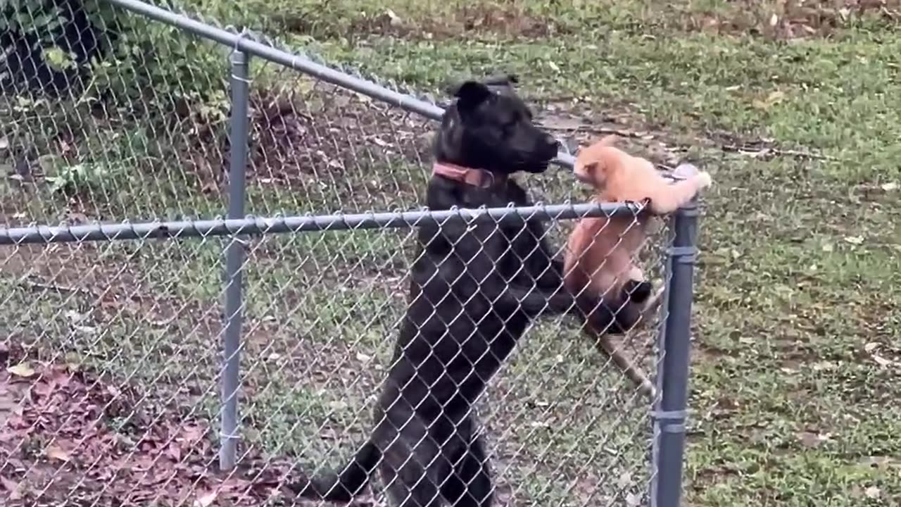 Dog Keeps Cat Contained In Yard