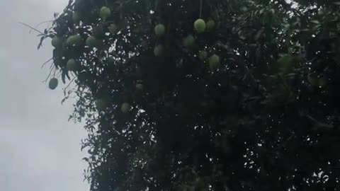 The Mango Heist: Secrets of the Tree Thieves"