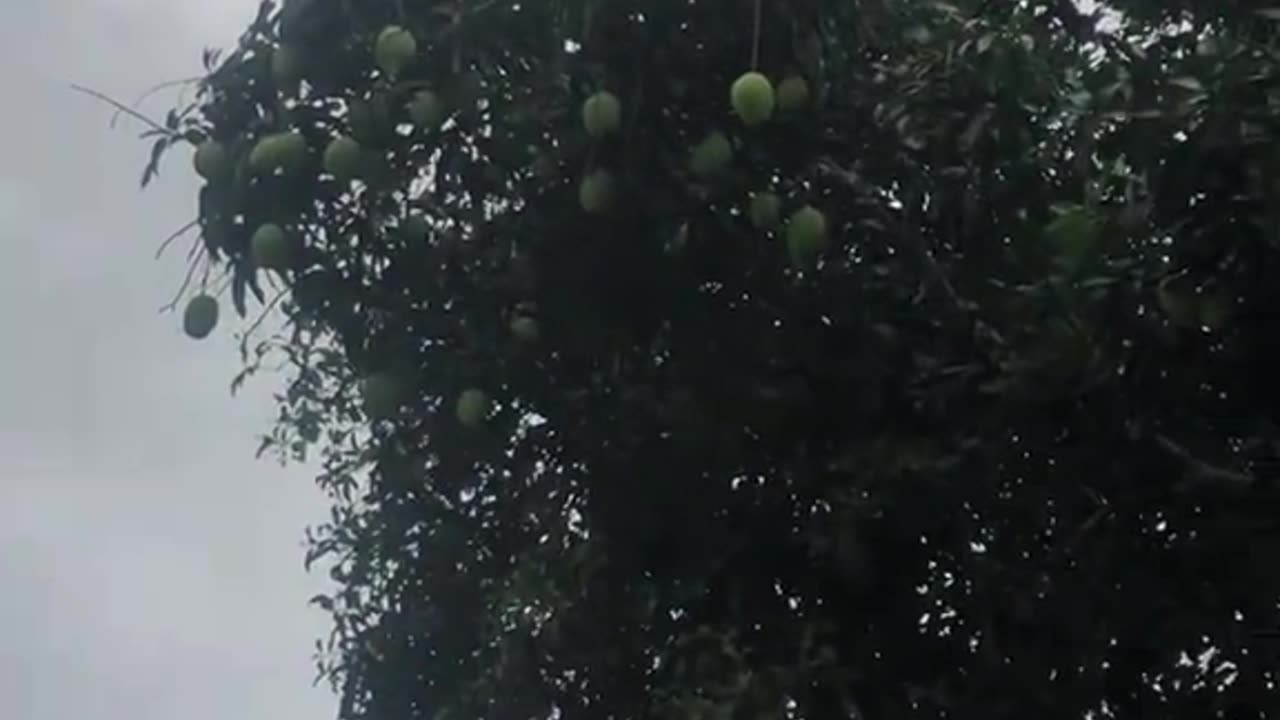 The Mango Heist: Secrets of the Tree Thieves"