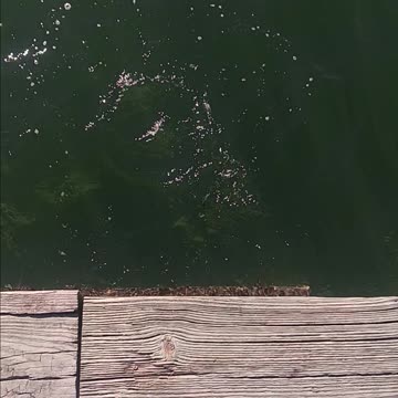 Snapper magnolia pier.