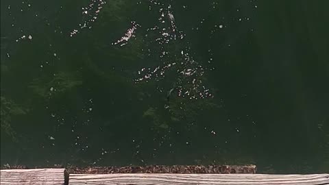 Snapper magnolia pier.