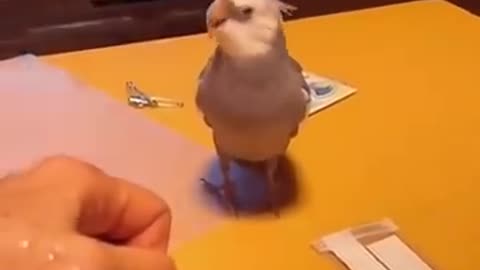 Funny parrots imitate sounds